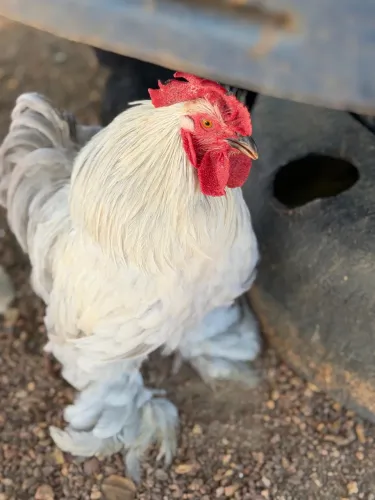 Mini Cochin Macho Reprodutor | Raça Pura