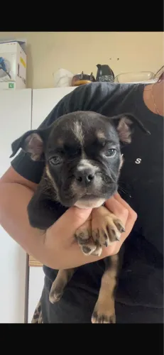 Filhote de American bully tri black 