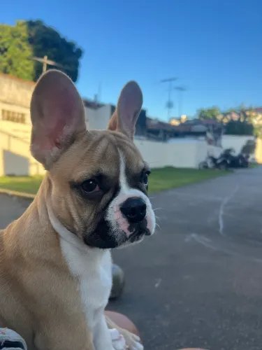 Bulldog francês