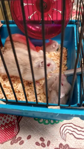 Hamster anão russo femia e macho filhotes com 1 mês