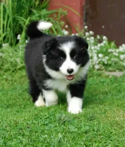 Border Collie - O Começo De Uma Nova Amizade Para A Vida Toda
