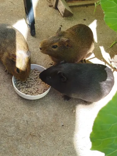 Doação porquinhos da índia