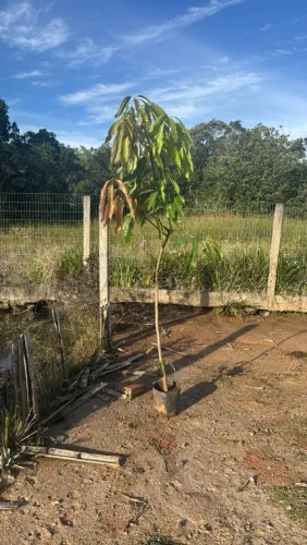 Mudas frutíferas 