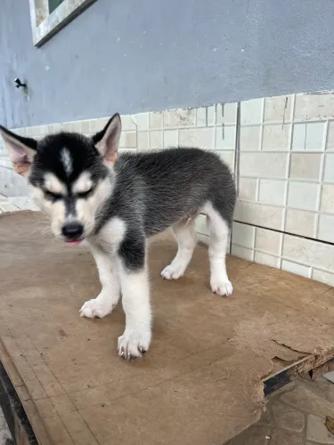 HUSKY! Lindos filhotes de porte!