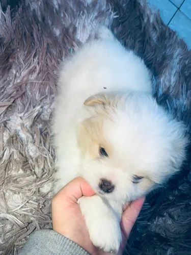 Vende-se shih tzu 