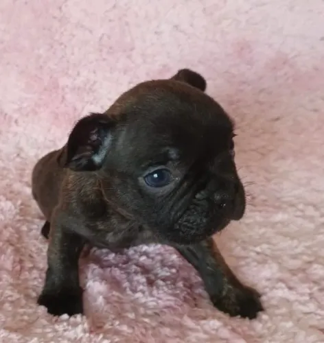 Bulldog macho tigrado