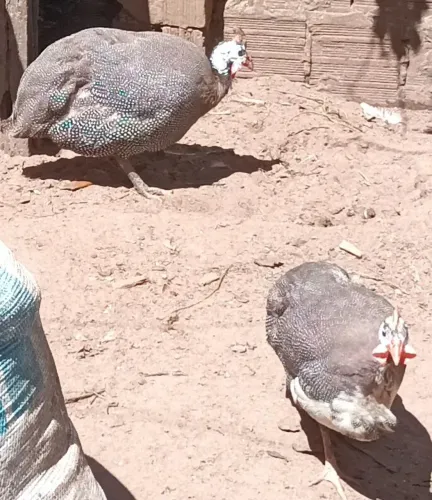 Guiné. Vendo um casal 