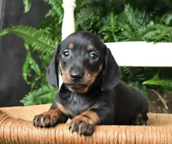 Basset Dachshund Teckel Filhotes Disponíveis.