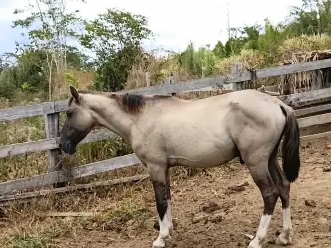 Cavalo