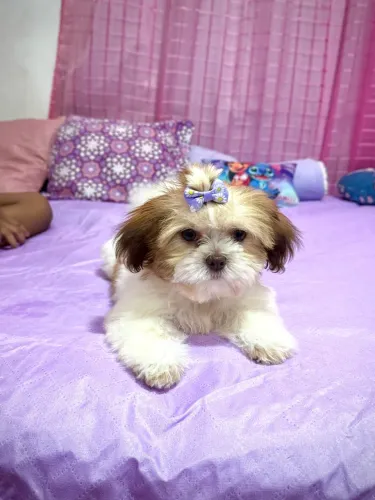 Cachorro Shih Tzu Filhote fêmea