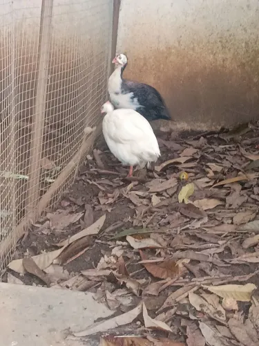 Galinha de Angola
