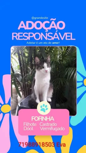 Gatinhos pra doação!