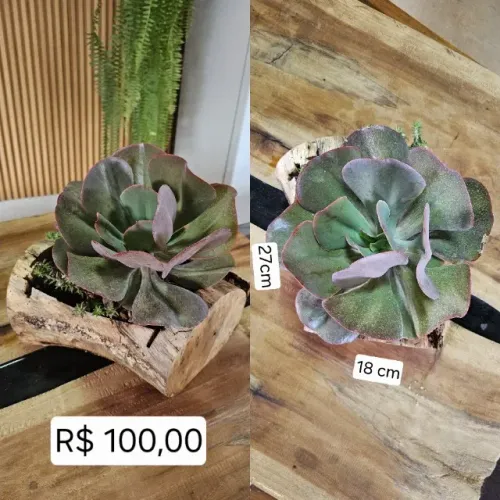 Suculentas / plantas no tronco Sete Lagoas MG