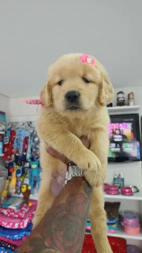 Golden Retriever/sempre atentos