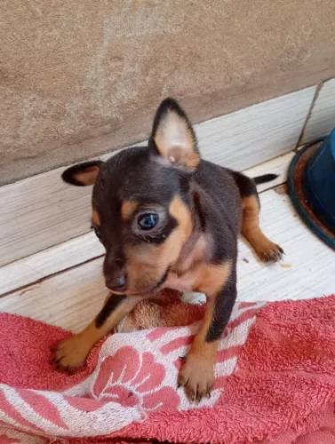 Vendo filhote de Pinscher fêmea