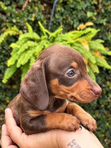 LINGUICINHA DACHSHUND CHOCOLATE