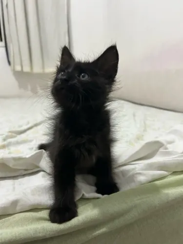 Gato filhote macho 