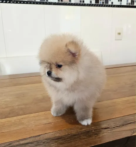 Lulu da pomerania 