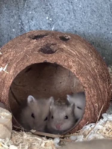 Hamster anão russo 