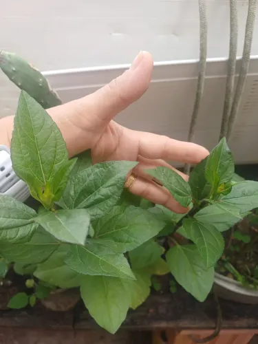 Plantas espinafre