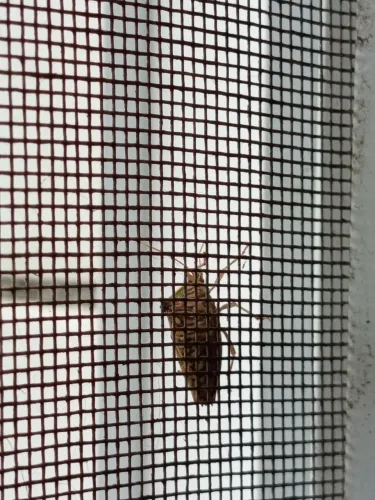 Telas mosquiteiras contra insetos.