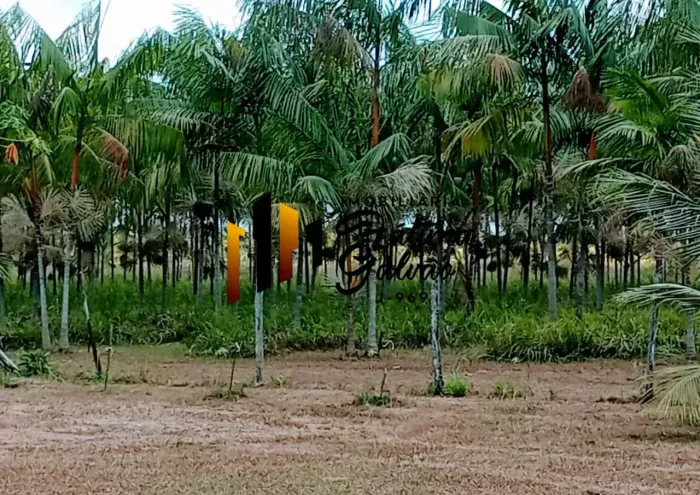 Vendo Fazenda de Açaí em São João da Ponta
