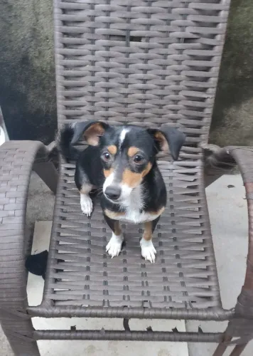 Doação cachorrinha fêmea de porte pequeno/ médio