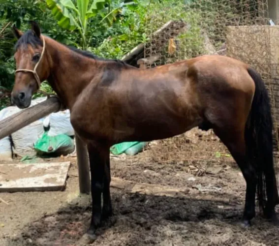 Vendo cavalo inteiro 
