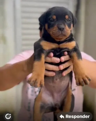 Rottweiler prestigiado 