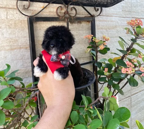 Poodle toyzinho macho legítimo puro caminha brinde zap 85 99629.3794