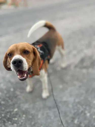 Procuro uma namorada da raça beagle