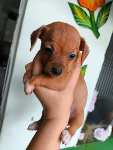 Pinscher 0 fêmea