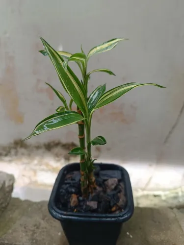 Plantas, suculentas. Várias espécies