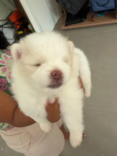 FILHOTE DE SPITZ ALEMÃO 