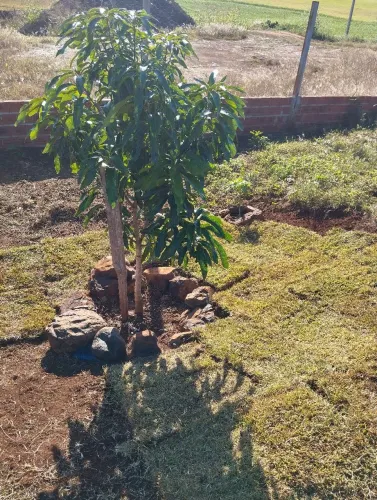CHÁCARA DE 1.000 M² À VENDA EM MARIALVA/MANDAGUARI- PR<br>