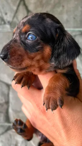 Ninhada linguicinha 