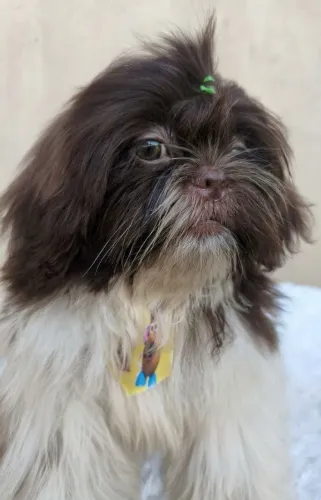 Filhote Shih Tzu macho promocional