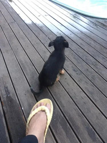 Cachorra 