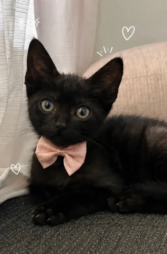 Adoção gata. Tarê, gatinha fêmea 2 meses em busca de um lar