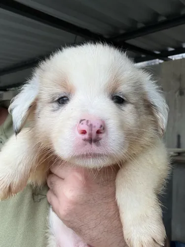 Border Collie 43 DIAS CBKC OPCIONAL