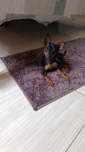 Cachorro