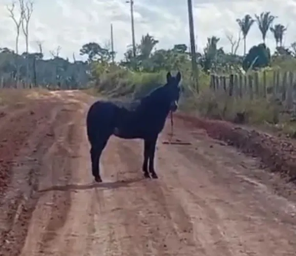 Burro