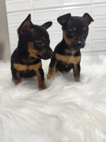 FILHOTE PINSCHER (MACHO )