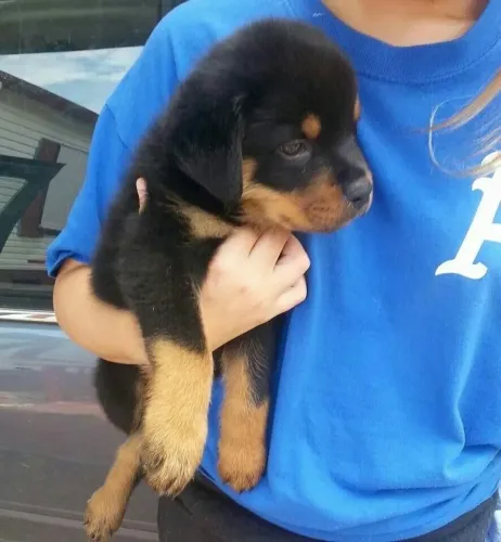 Rottweiler Um Filhotinho Que Transforma Presença Em Conforto