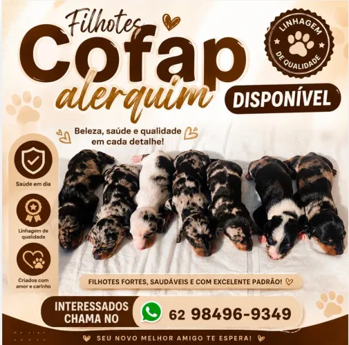 Dachshund Cofap Alerquim morfadinhos