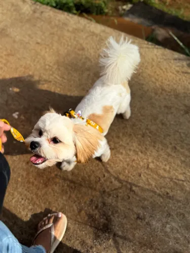 Doação de cachorro shih tzu