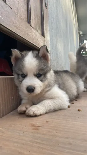Vendo filhos de husky siberiano 100% puros 