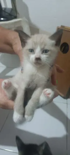 Adoção responsável de gatos