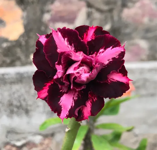 Rosa do Deserto Black Lady