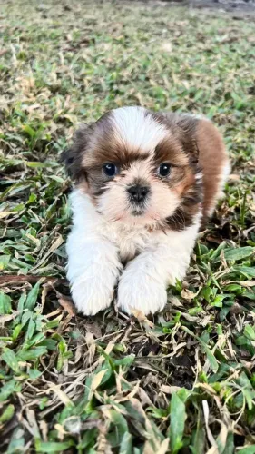 Shih Tzu companheiro disponível agora